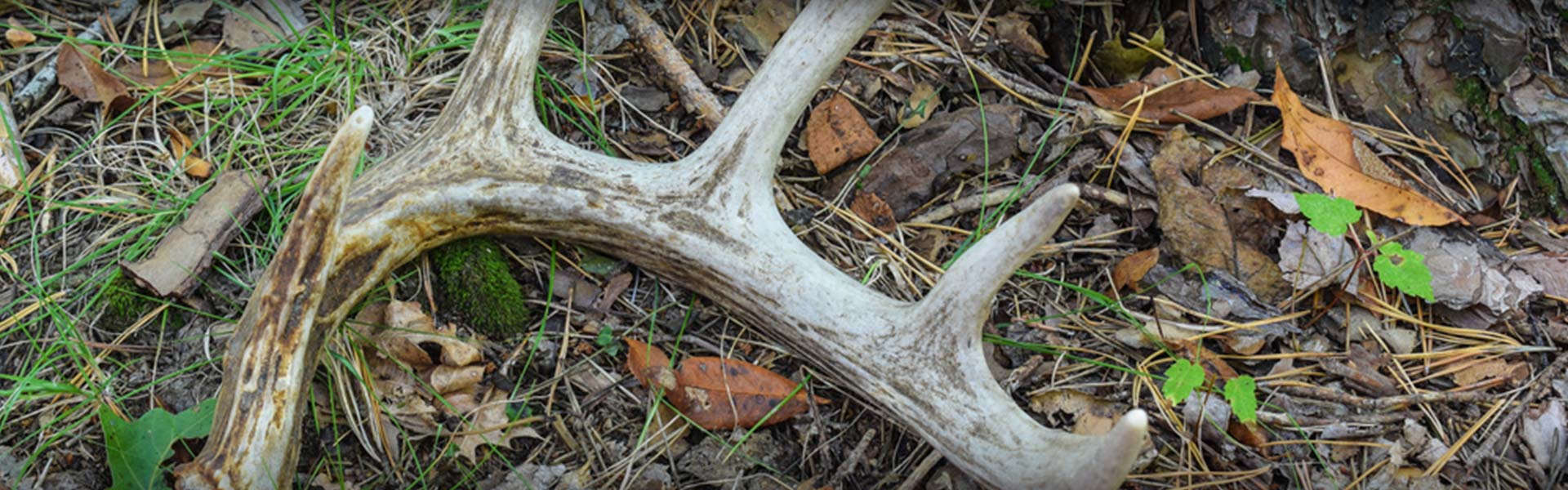 Contact Slims Knox County Whitetails