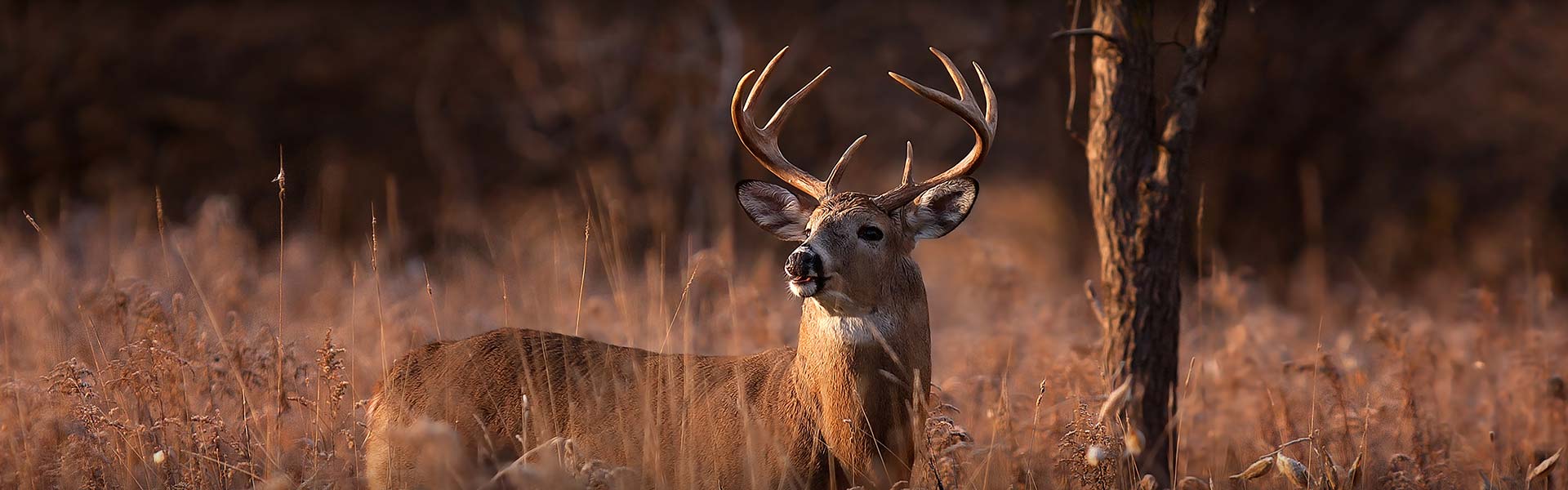 Slims Knox County Whitetails - Photo Gallery